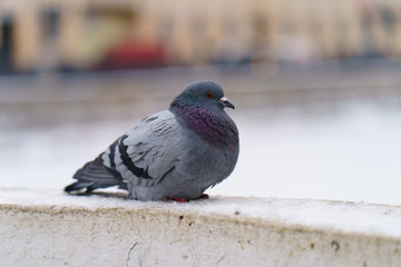  Brave pigeon struggling with the cold on the streets of winter Moscow