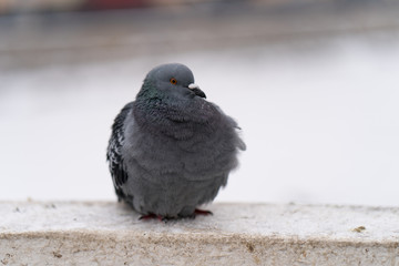  Brave pigeon struggling with the cold on the streets of winter Moscow
