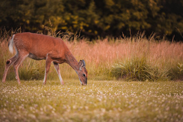 deer in the field
