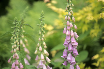 foxglove