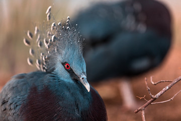 victoria crowned pigeon