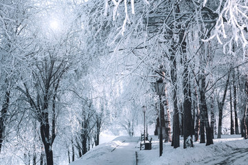 Snow covered trees on a frosty day