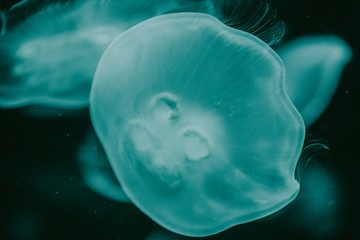 blue jellyfish in water