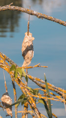 Smartphone HD wallpaper of beautiful view at the Hackerweiher - Plattling -Bavaria - Germany