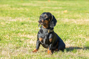 black sweet dachshund sitting on the lawn