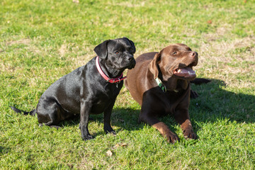 Obraz premium labrador and labrador french bulldog sitting in the grass
