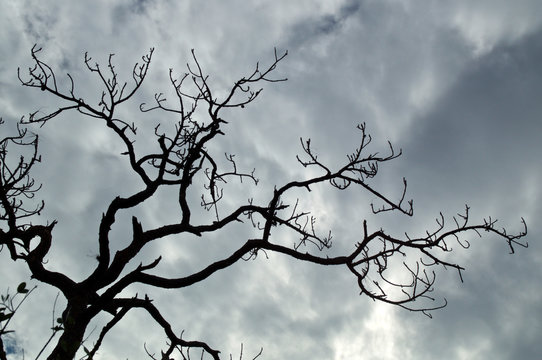 Looking up at the top of a dead Slash Pine Tree, showing gnarly, crooked, spooky looking branches against a cloud filled sky.
