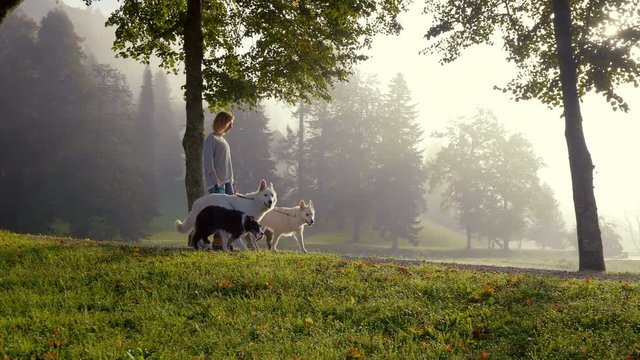 A young woman is walking with four dogs on a road under the trees. She is leading them. In the background mistical foggy park. Professional dog walking service concept.