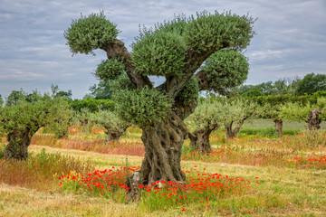 Olive trees with poppies. Very old olive trees with bright red poppies, Provence, Luberon,...