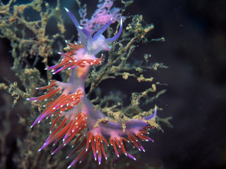  Nudibranch Flabellina Affinis
