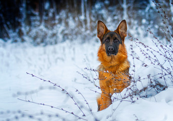 portrait of a german shepherd dog