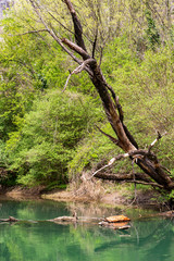 Zlatna Panega River spring view with a dead tree and fallen tree debris at Iskar-Panega Eco-path Geopark, the first geopark in Bulgaria