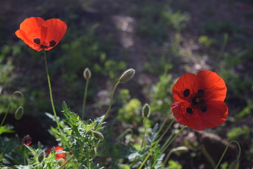 Red poppy in my garden	on natural background. Marmaris. Turkey         