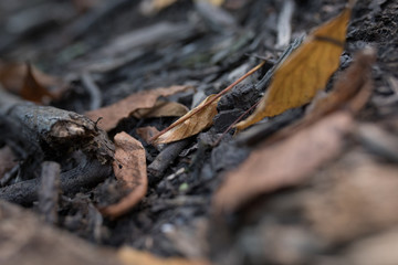 Fallen Leaves in woods