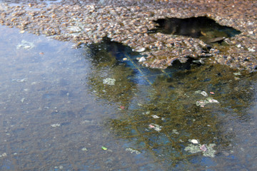 waste water rotten, the water is rotten in the pool with moss and dry leaves dirty water, water rotten pollution