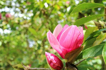 Magnolia tree blossom with blurred green leaves in spring and summer time. Nature background concept.