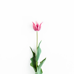 Fototapeta premium maroon tulips on white background. Minimal floral concept greeting card. Flat lay, top view.