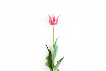maroon tulips on white background. Minimal floral concept greeting card. Flat lay, top view.
