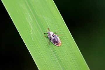 Tingidae insects on plant