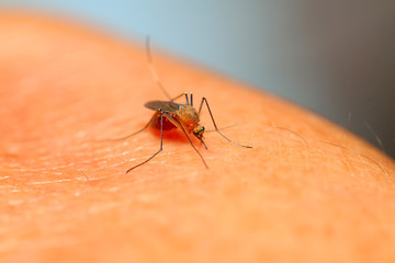 mosquito sucking blood on the skin