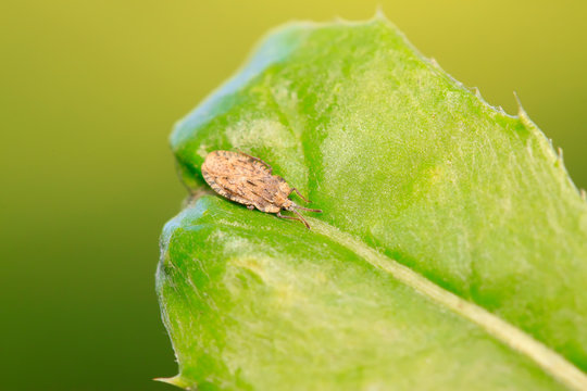 Tingidae Insects On Plant