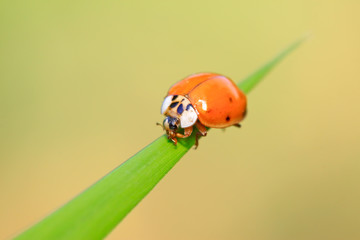 Harmonia axyridis on plant