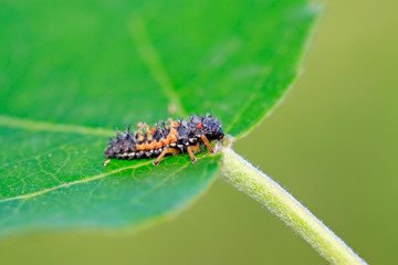 Harmonia axyridis ladybugs on plant