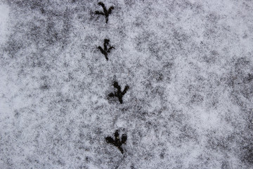 Bird tracks on snow