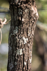 Mos on Cinnamomum camphora tree