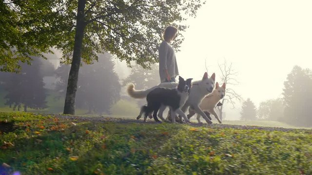 A crab shot of a young woman walking with four dogs on a road under the trees. She is leading them on the leash. She is in control.