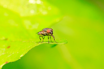 Stomorhina obsoleta