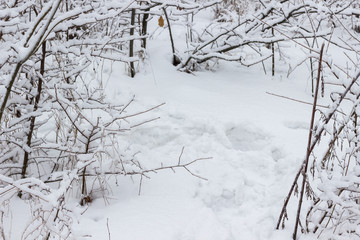 Winter forest. Snow on the branches of trees.