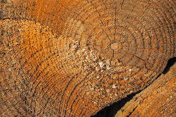Abstract wood patterns