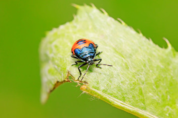 Zicrona caerulea on plant