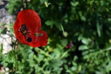 Red poppy in my garden	on natural background. Marmaris. Turkey         