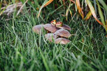 wedding rings lie on a mushroom in the autumn forest