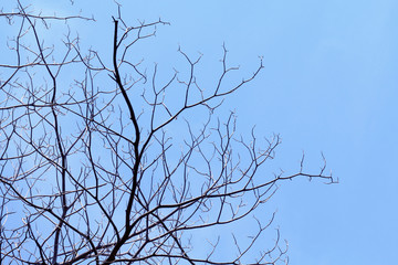 Branch of tree dry on blue sky with silhouette concept for abstract tree Dry branches background, Bush of Dead tree Dry branches on light blue background