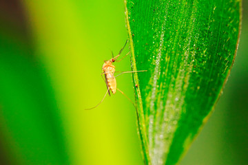 mosquitoes on plant