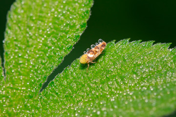 leafhopper on plant