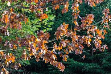 Verfärbtes Eichenlaub