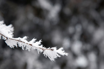 branch of tree covered with snow