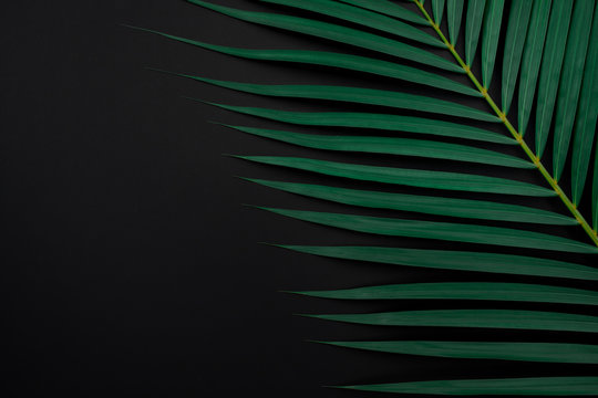 Tropical palm leaves on black color