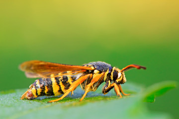 Aegeriidae insects on plant