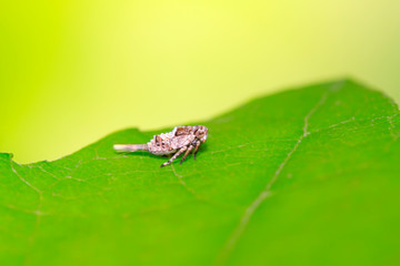 tiny insects on plant