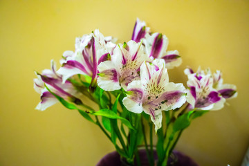 Purple And White Lilies 3