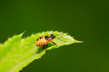 Fototapeta premium stinkbug on plant