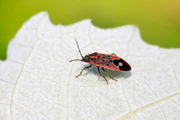 stinkbug on plant