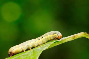 Lepidoptera insect larvae on plant