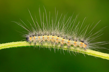 caterpillar on green leaf