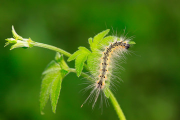 Fototapeta premium caterpillar on green leaf